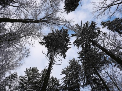 Lesní mysl - péče o zdraví v přírodě
